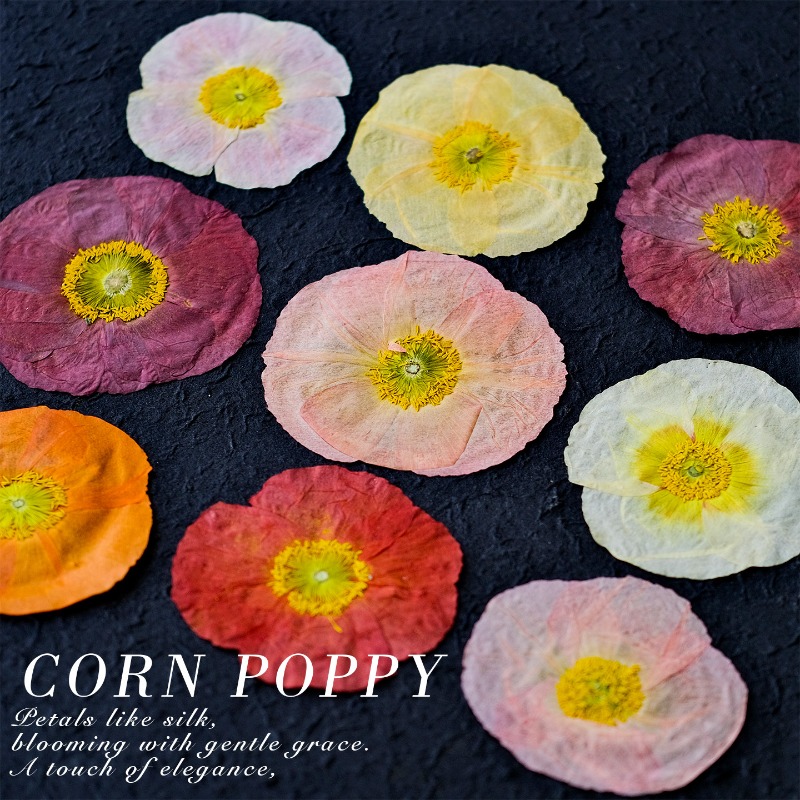 1個入り、天然野薬草押し花DIY樹脂型スクラップブック植物フ - Art And Craft Photos のレビューと価格