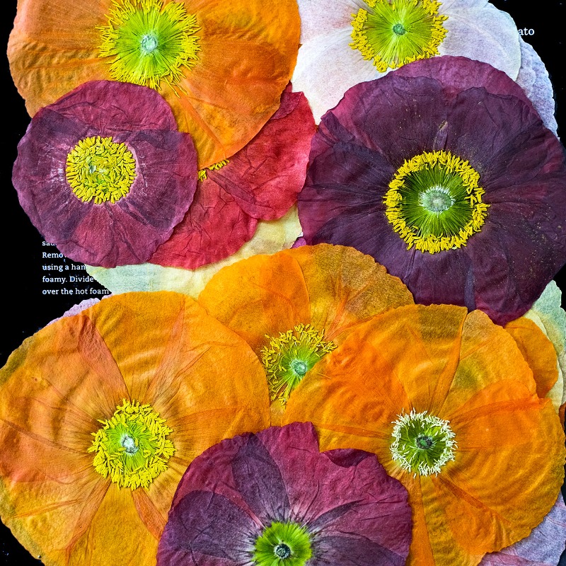 1個入り、天然野薬草押し花DIY樹脂型スクラップブック植物フ - Art And Craft Photos のレビューと価格
